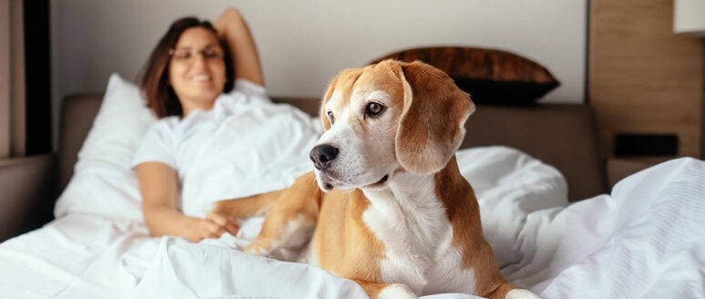 Booking a pet-friendly hotel – Tips and benefits